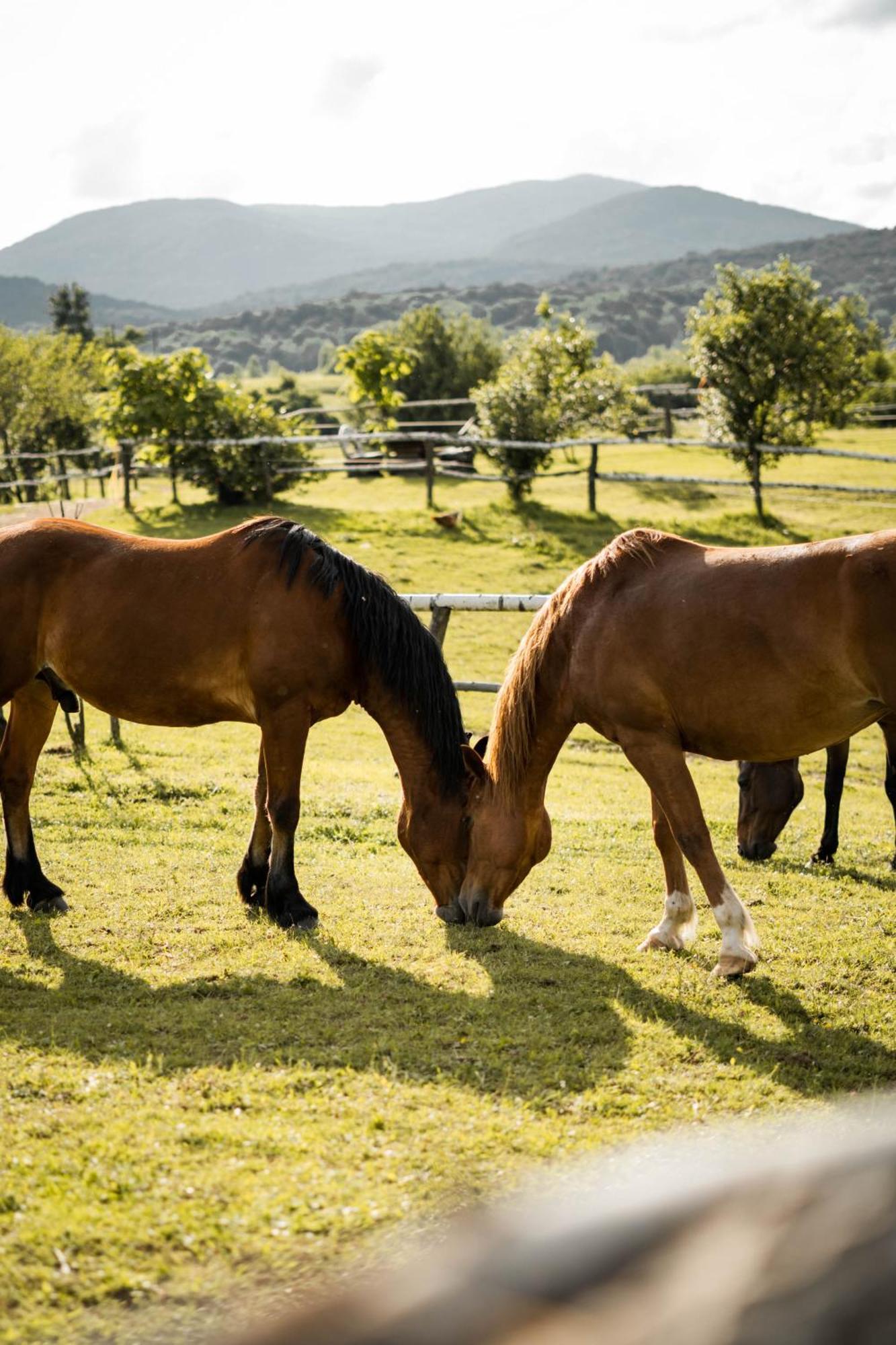 ホテル Ranch Terra イリノヴァク エクステリア 写真